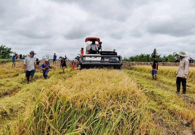 Giá gạo xuất khẩu của Việt Nam tăng mạnh trở lại, vượt gạo Thái Lan  - Ảnh 1.
