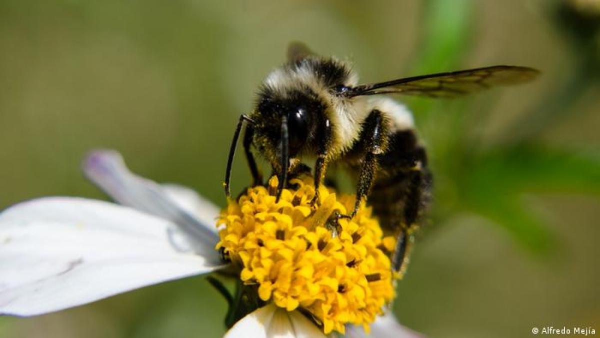 Ong đóng vai trò quan trọng trong việc đảm bảo chuỗi thức ăn. Ảnh: DW