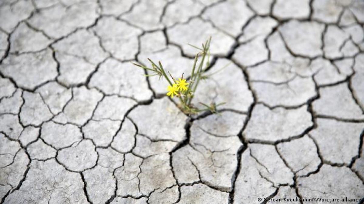 Đất không còn chất dinh dưỡng, bị xói mòn và khô cằn. Ảnh: AA.