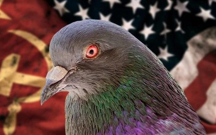 Chiến tranh Lạnh: CIA huấn luyện chim để theo dõi Liên Xô như thế nào? - 2