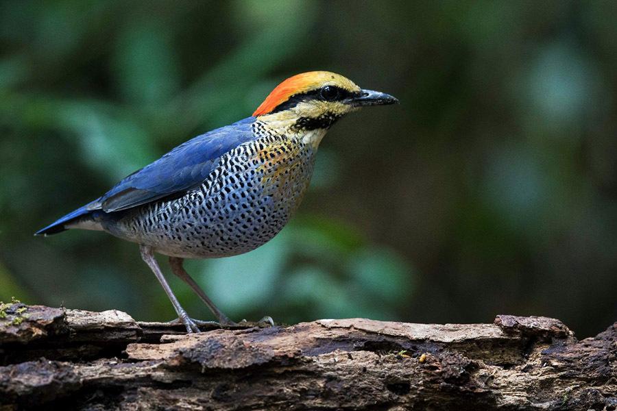 Đa dạng sinh học ở Việt Nam: Thực trạng và thách thức bảo tồn Đa dạng sinh học ở Việt Nam: Thực trạng và thách thức bảo tồn