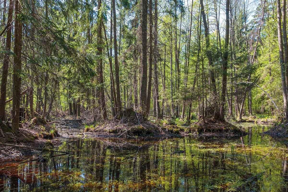 Một số bài học về quản lý rừng bền vững ở các nước phát triển