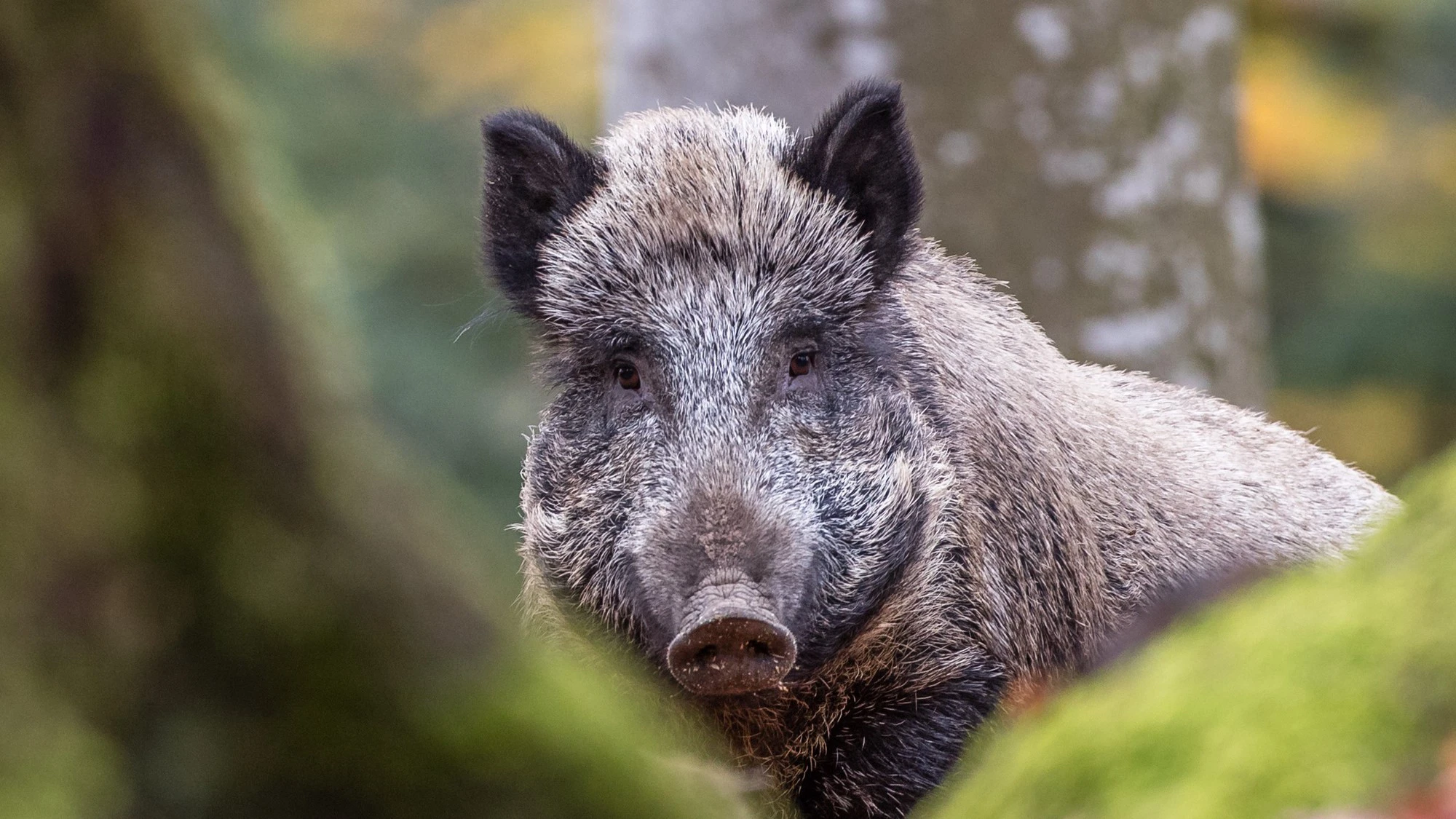 Lợn rừng tràn ngập ở Bavaria, Đức nhưng vì sao không ai dám ăn thịt chúng?- Ảnh 7.