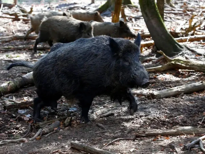 Lợn rừng tràn ngập ở Bavaria, Đức nhưng vì sao không ai dám ăn thịt chúng?- Ảnh 2.