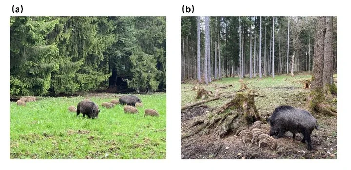 Lợn rừng tràn ngập ở Bavaria, Đức nhưng vì sao không ai dám ăn thịt chúng?- Ảnh 3.
