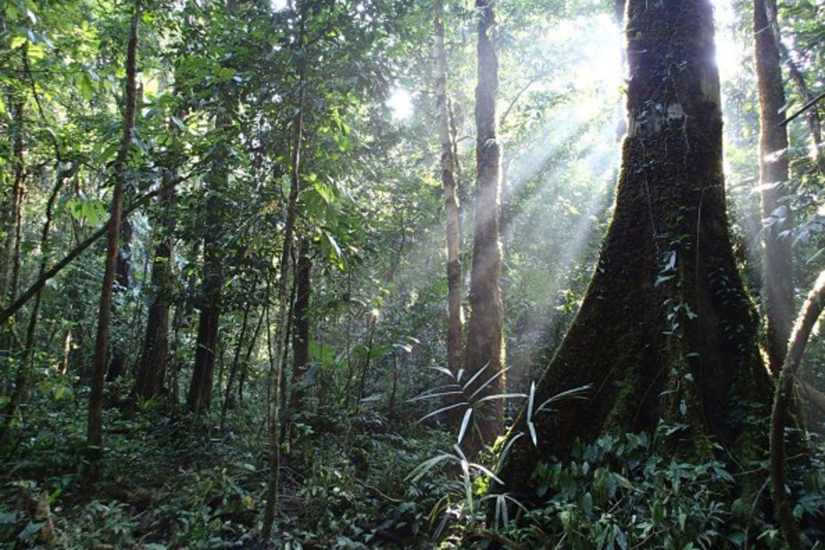 Lý thuyết về diễn biến rừng và một số suy nghĩ về lâm nghiệp Việt Nam