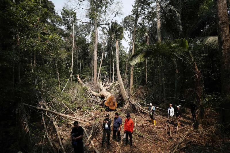 hi-n tru-ng do lâm t-c gây ra - trong r-ng amazon t-i peru.jpg -0