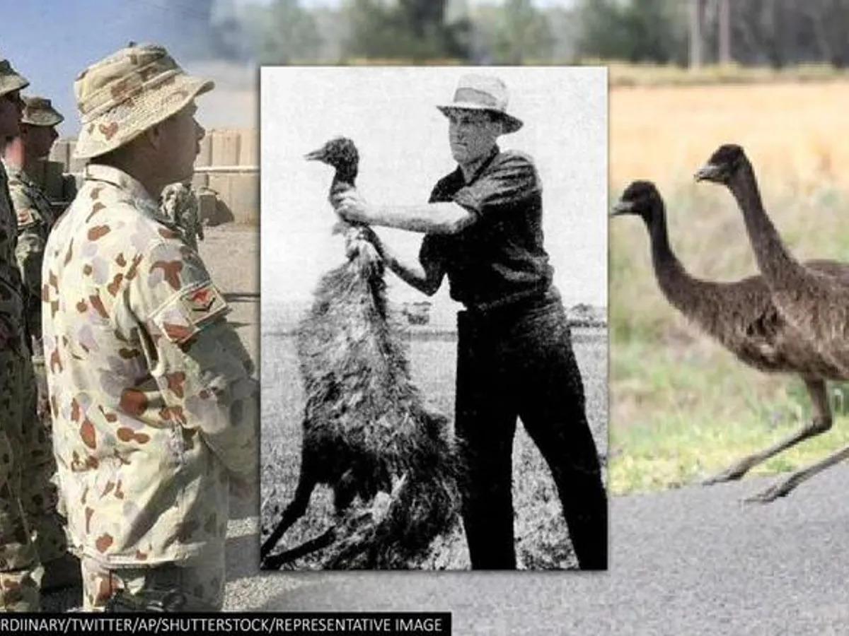 “Chiến tranh Emu” kỳ lạ nhất nước Úc: Quân đội thất trận trước loài chim khổng lồ ra sao? - 4