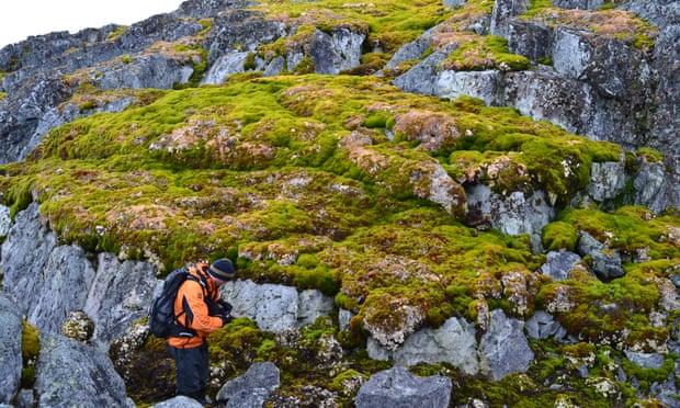 Sau 5 triệu năm, cây đang mọc lại ở Nam Cực, điềm báo cho một thảm họa khí hậu chưa từng có?- Ảnh 1. Sau 5 triệu năm, cây đang mọc lại ở Nam Cực, điềm báo cho một thảm họa khí hậu chưa từng có?- Ảnh 1.